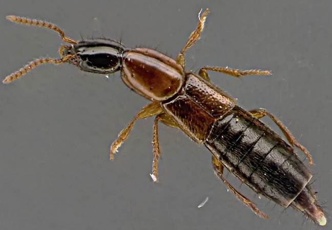 Othius melanocephalus.jpg